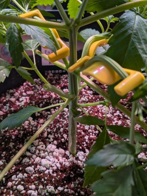 Attempting a staggered grow. Week 4