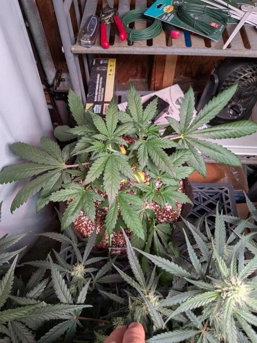 Attempting a staggered grow. Week 4