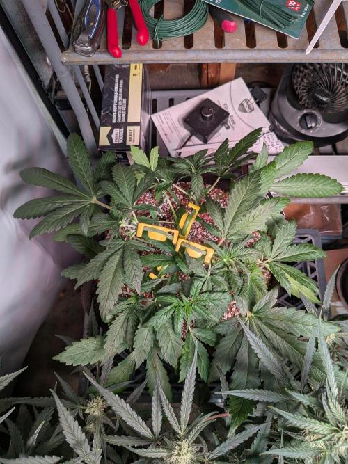 Attempting a staggered grow. Week 4