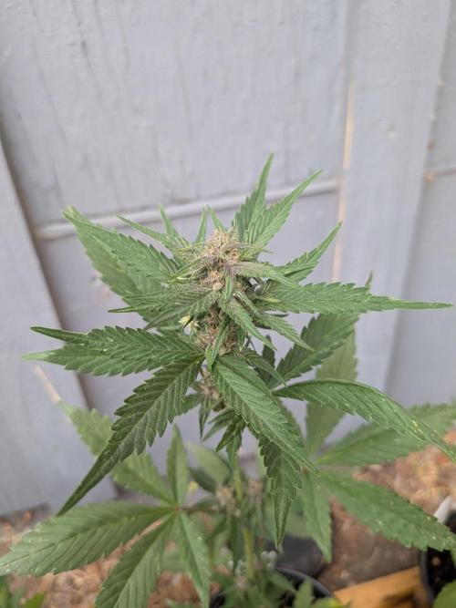 Encouraging plants to get freaky 💋💦🌱. Week 5