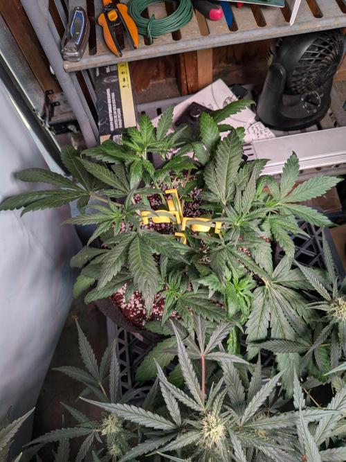 Attempting a staggered grow. Week 4