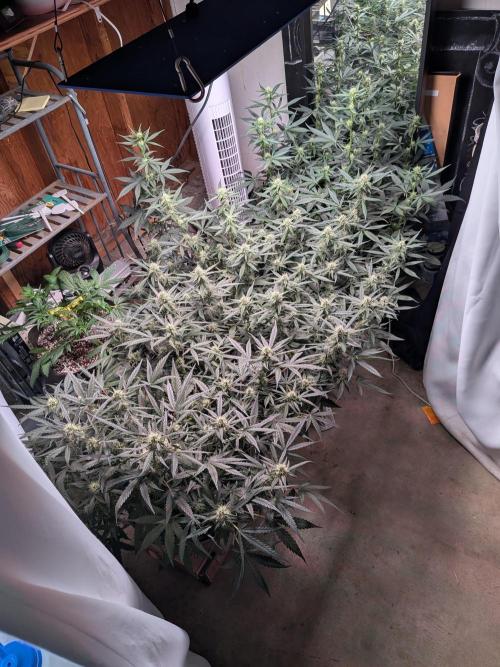 Silly sativas in a sweltering structure. Week 8
