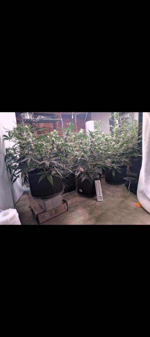Silly sativas in a sweltering structure. Week 8