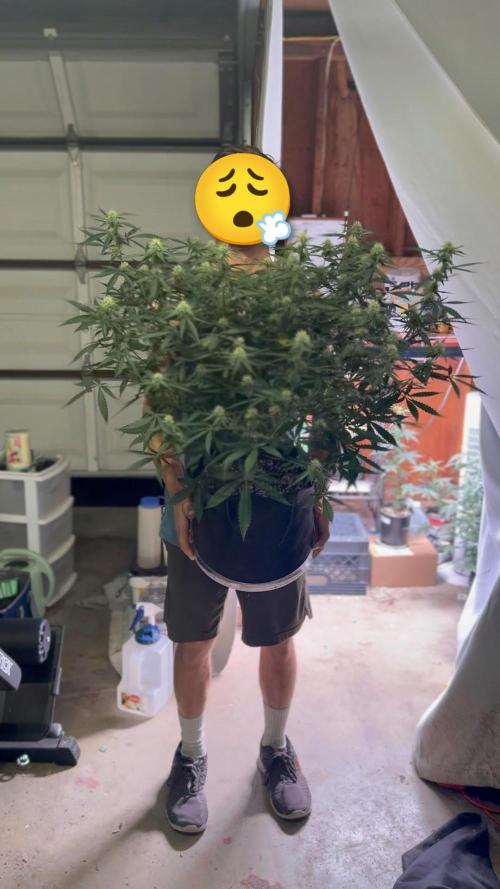 Silly sativas in a sweltering structure. Week 8