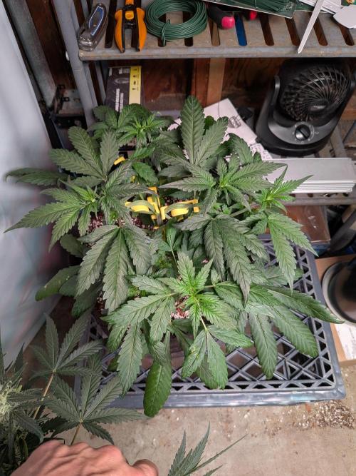 Attempting a staggered grow. Week 4
