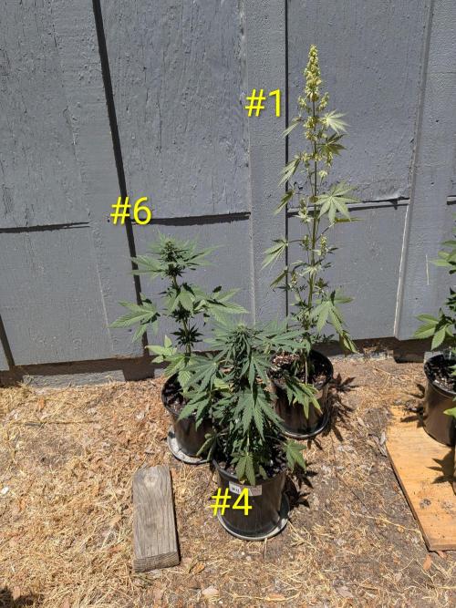 Encouraging plants to get freaky 💋💦🌱. Week 6