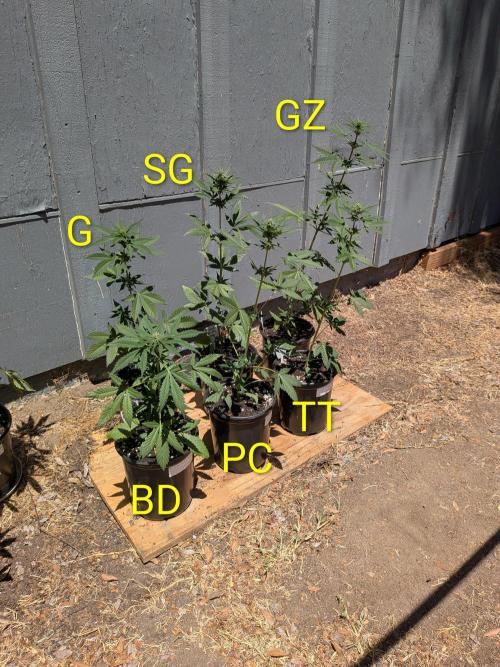 Encouraging plants to get freaky 💋💦🌱. Week 6