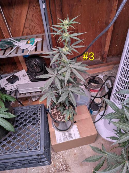 Encouraging plants to get freaky 💋💦🌱. Week 6
