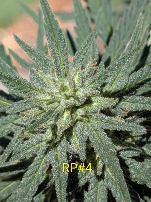 Encouraging plants to get freaky 💋💦🌱. Week 6