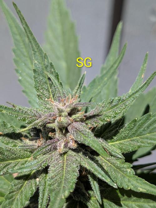 Encouraging plants to get freaky 💋💦🌱. Week 6