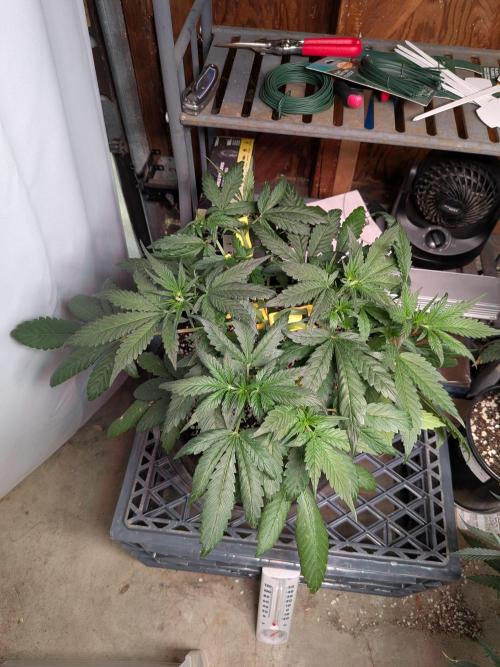 Attempting a staggered grow. Week 4