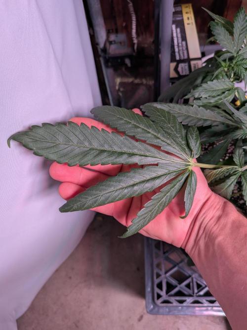 Attempting a staggered grow. Week 4