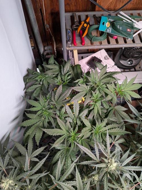 Attempting a staggered grow. Week 5