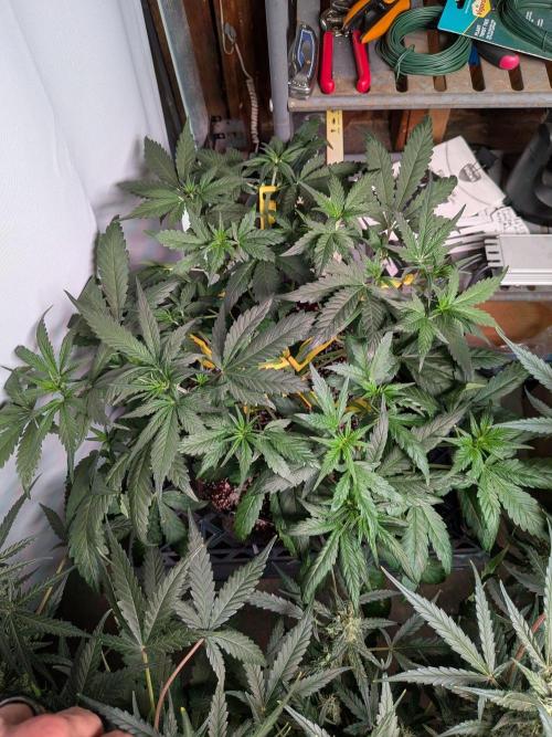 Attempting a staggered grow. Week 5