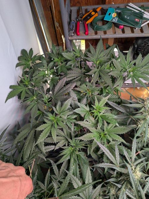 Attempting a staggered grow. Week 5