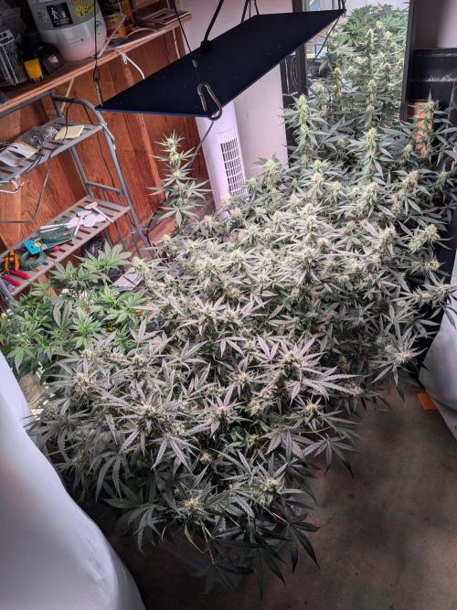 Silly sativas in a sweltering structure. Week 9