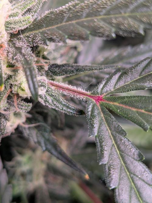 Silly sativas in a sweltering structure. Week 9
