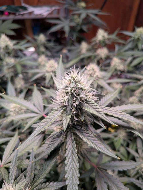Silly sativas in a sweltering structure. Week 9