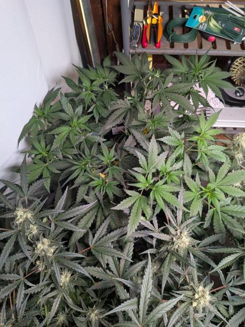 Attempting a staggered grow. Week 5