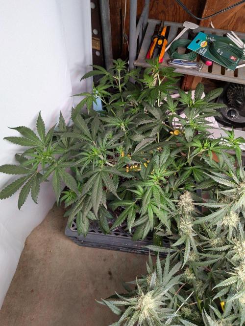 Attempting a staggered grow. Week 5