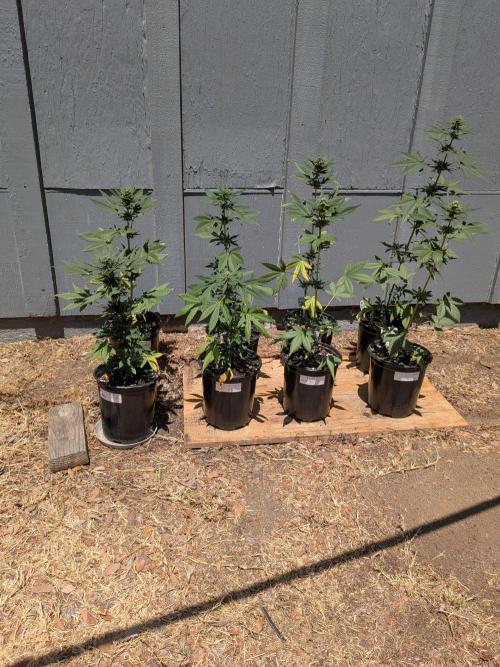 Encouraging plants to get freaky 💋💦🌱. Week 7