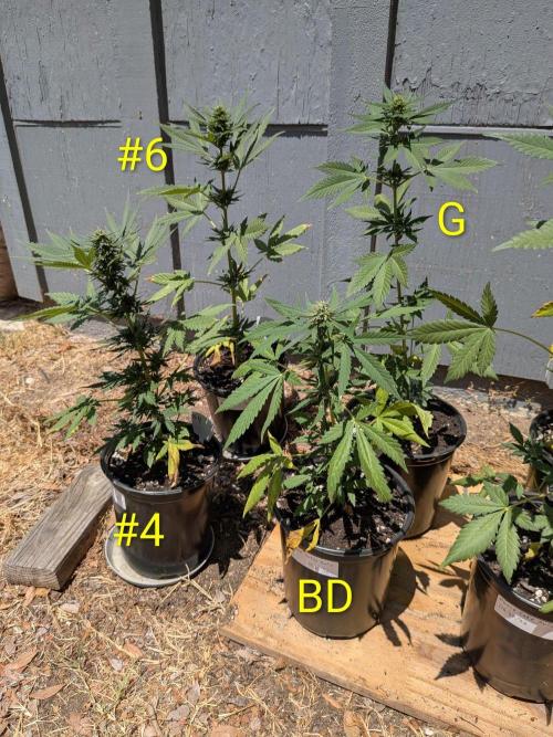 Encouraging plants to get freaky 💋💦🌱. Week 7