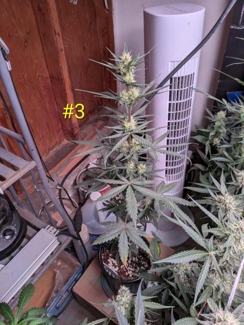 Encouraging plants to get freaky 💋💦🌱. Week 7