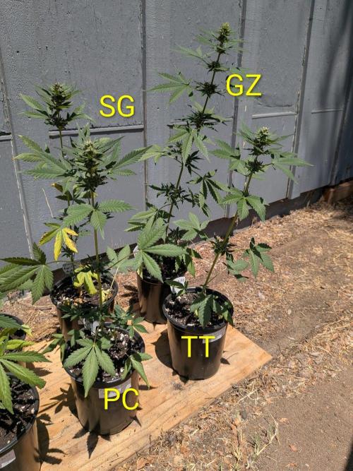 Encouraging plants to get freaky 💋💦🌱. Week 7
