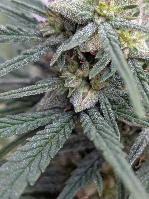 Encouraging plants to get freaky 💋💦🌱. Week 7