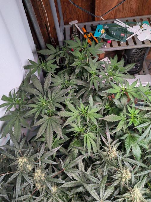 Attempting a staggered grow. Week 5