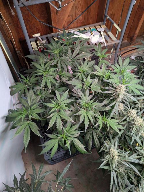 Attempting a staggered grow. Week 6