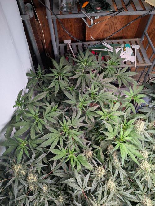 Attempting a staggered grow. Week 6