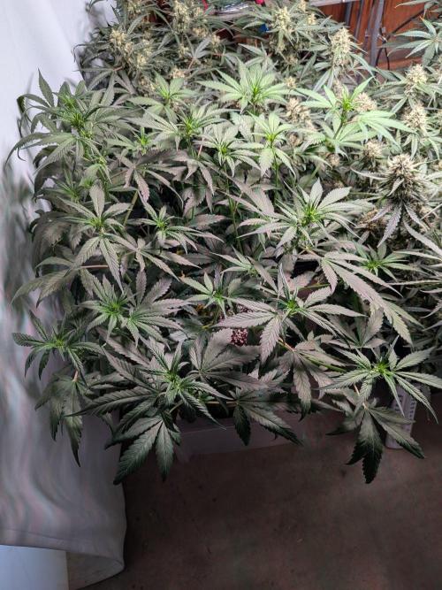 Attempting a staggered grow. Week 6