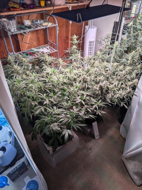 Silly sativas in a sweltering structure. Week 10