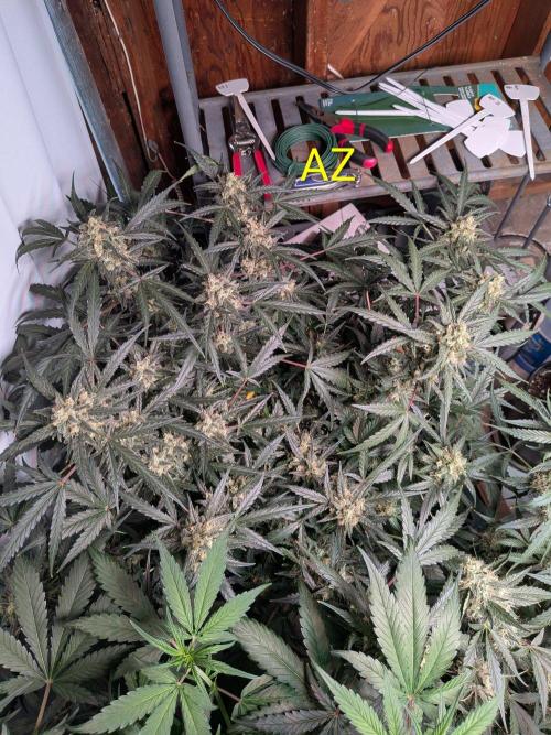 Silly sativas in a sweltering structure. Week 10