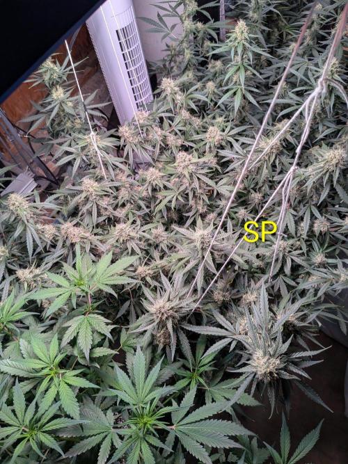 Silly sativas in a sweltering structure. Week 10