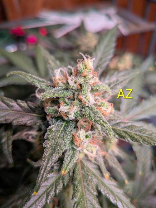 Silly sativas in a sweltering structure. Week 10