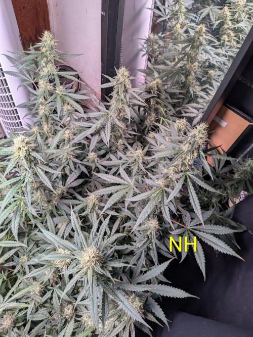 Silly sativas in a sweltering structure. Week 10