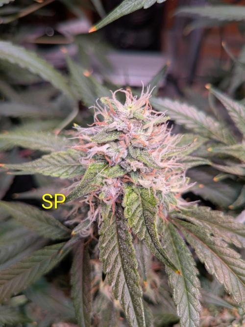 Silly sativas in a sweltering structure. Week 10