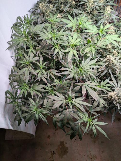 Attempting a staggered grow. Week 6