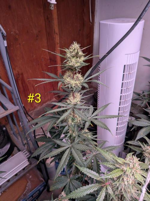 Encouraging plants to get freaky 💋💦🌱. Week 8