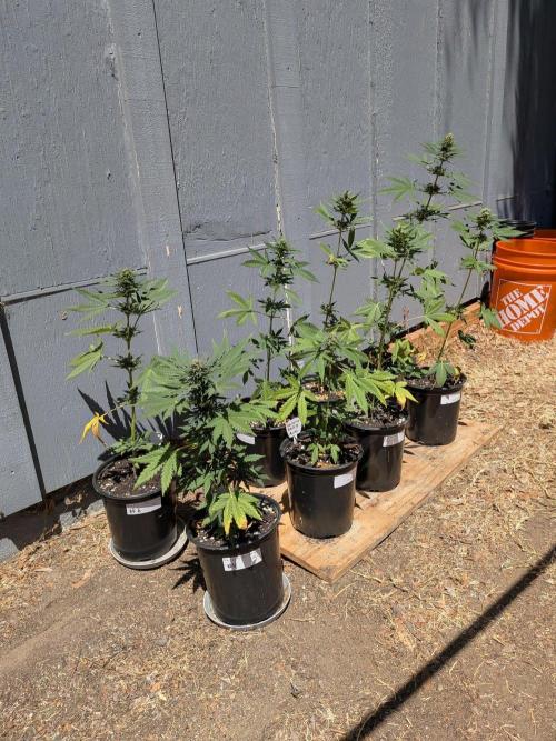 Encouraging plants to get freaky 💋💦🌱. Week 8