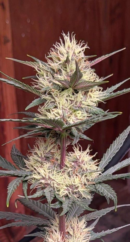 Encouraging plants to get freaky 💋💦🌱. Week 8