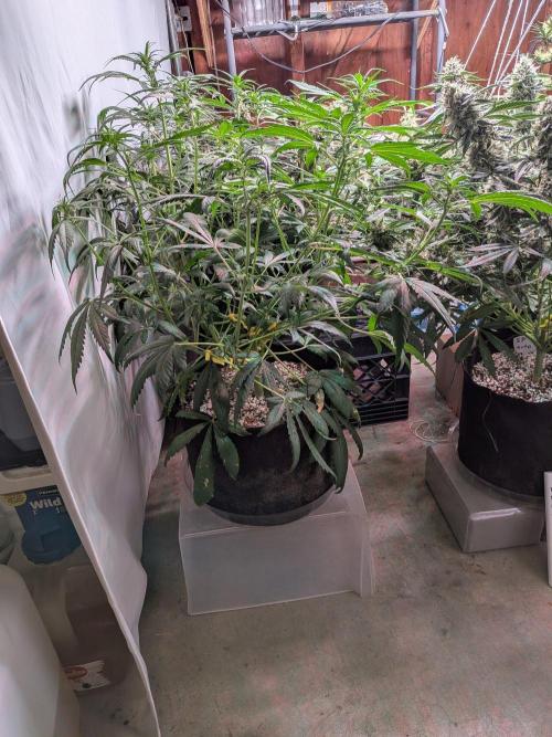 Attempting a staggered grow. Week 6