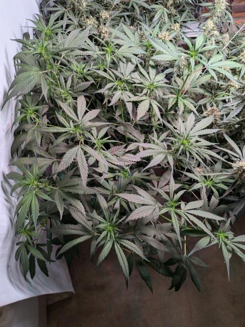 Attempting a staggered grow. Week 6