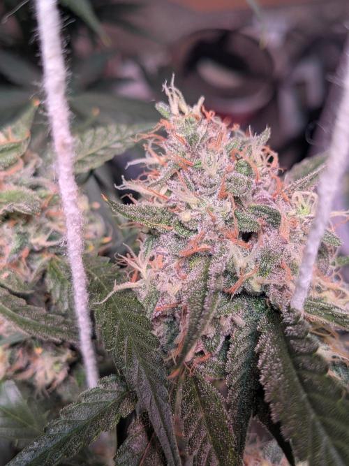 Silly sativas in a sweltering structure. Week 10