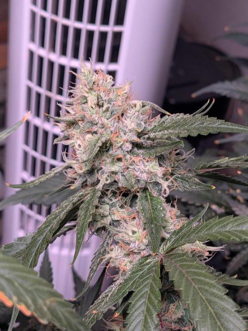 Silly sativas in a sweltering structure. Week 10