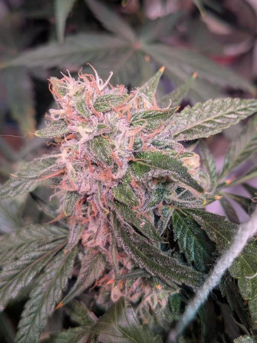 Silly sativas in a sweltering structure. Week 10