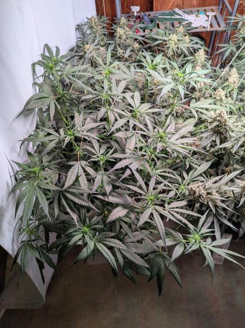 Attempting a staggered grow. Week 7