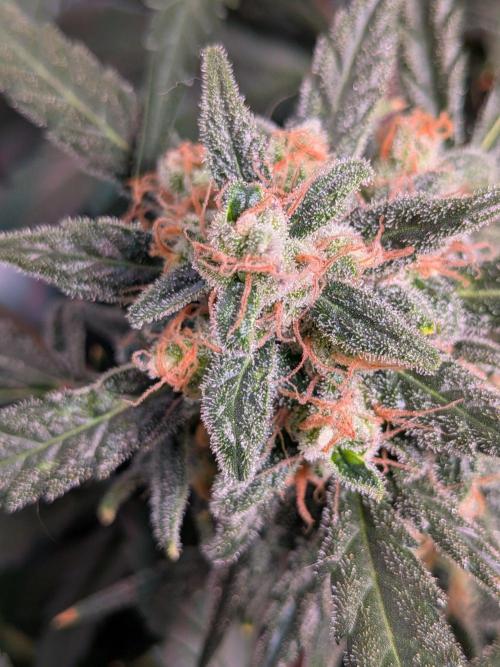 Silly sativas in a sweltering structure. Week 10